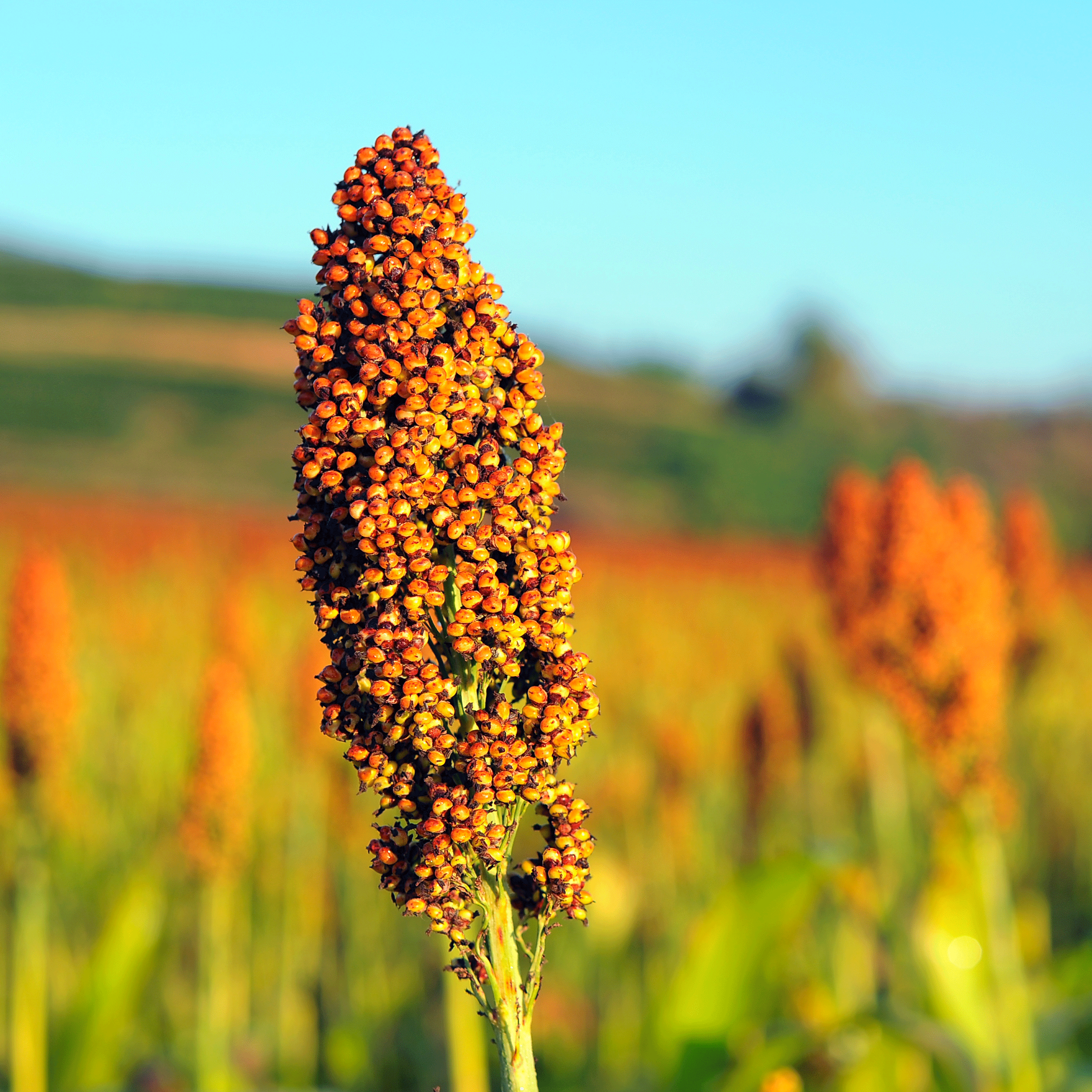 Sorghum close up in the sun