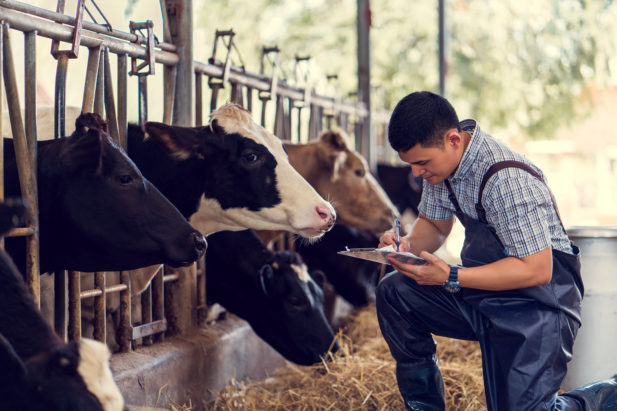 Farmer taking noted around a cow stable.