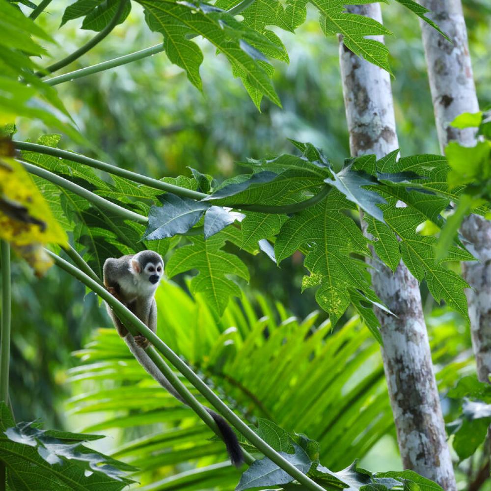 A lush forest with a monkey in the trees.