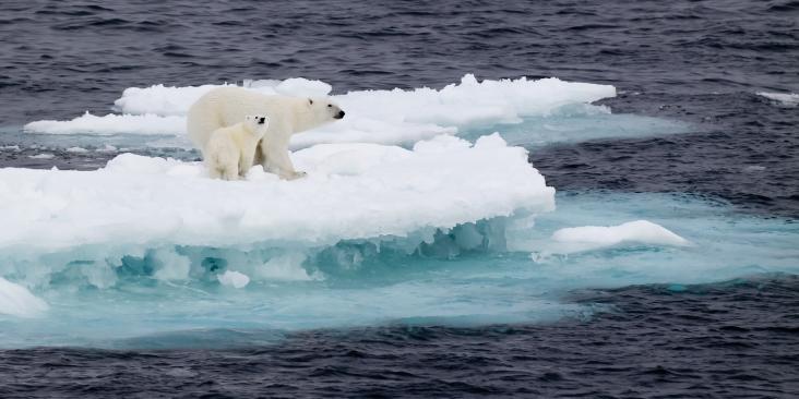 Mother and baby polar bears on melting ice in the dark ocean