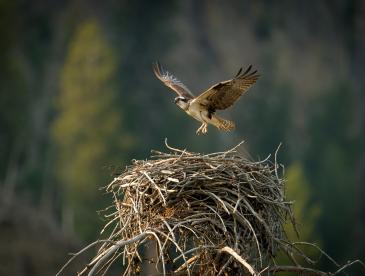 Osprey in flight just above its nest