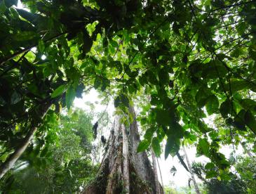 A towering tree viewed from below.