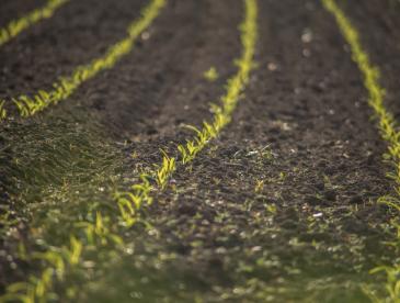 Rows of tiny green plants emerge from soil.